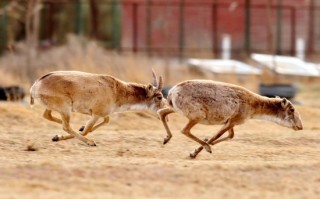 蒙古国境内赛加羚羊种群数量达到近1.4万只