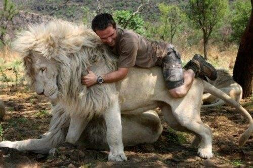世界上最大的狮子有多大(世界上最大的狮子是多大)-第1张图片-无双博客